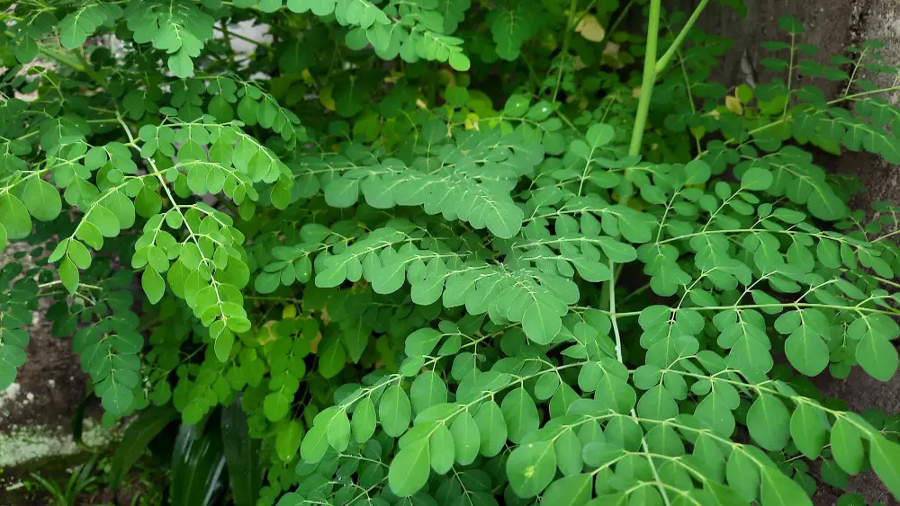 Organic Fresh Moringa Leaves in a woven basket