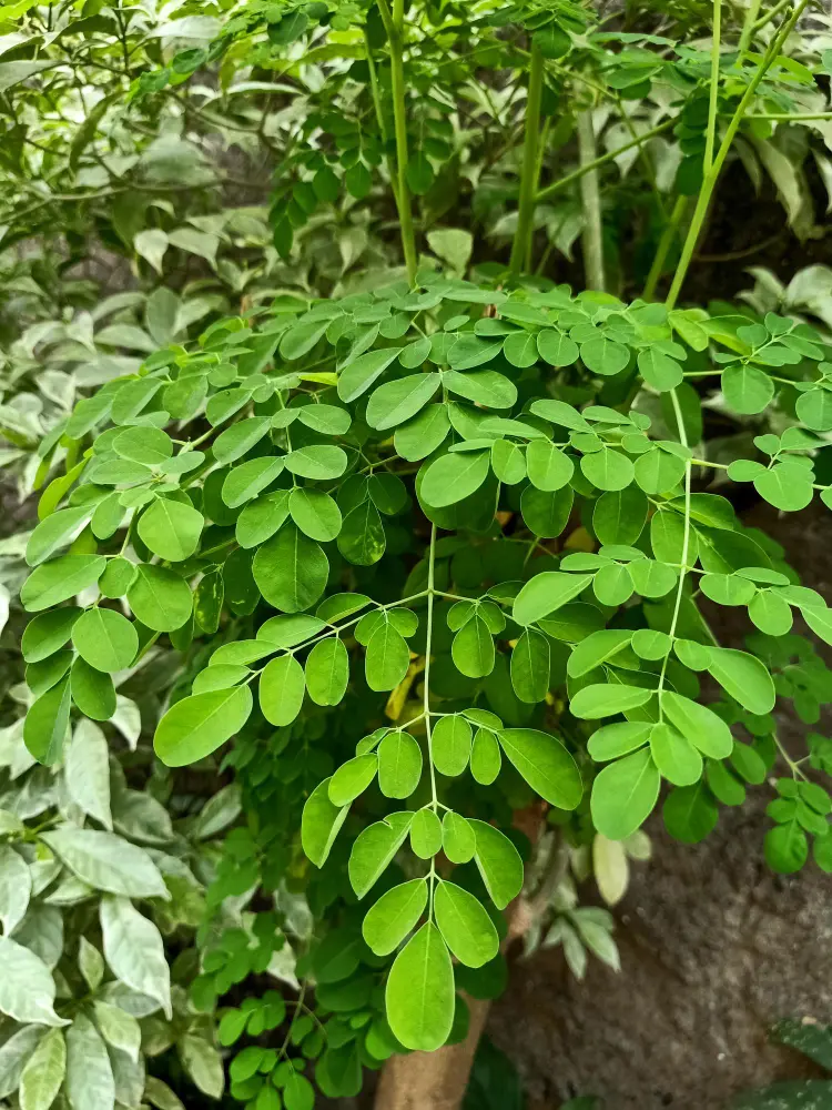 40 acre organic moringa farm in Gorantla, Andhra Pradesh